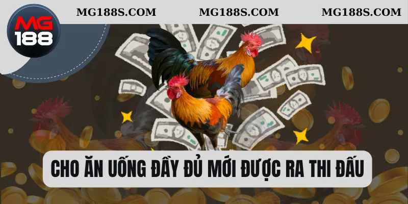 Cho ăn uống đầy đủ mới được ra thi đấu  