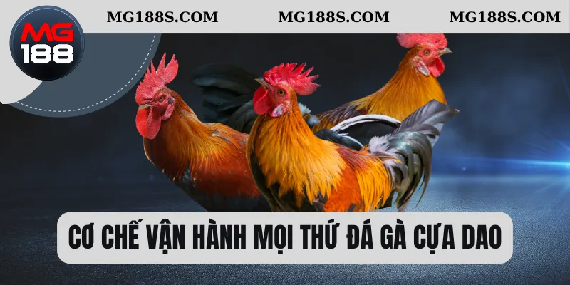 Cơ chế vận hành mọi thứ đá gà cựa dao 