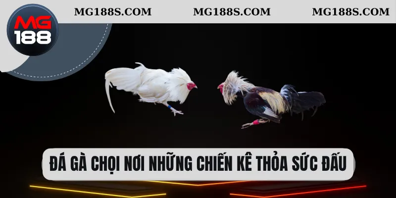 Đá gà chọi nơi những chiến kê thỏa sức đấu  