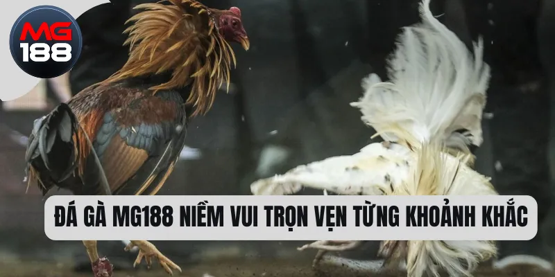 Đá gà MG188 niềm vui trọn vẹn từng khoảnh khắc 