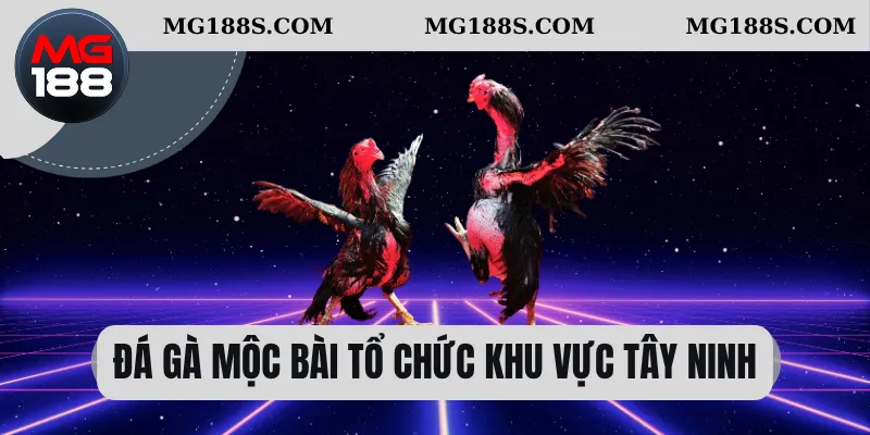 Đá gà Mộc Bài tổ chức khu vực Tây Ninh  