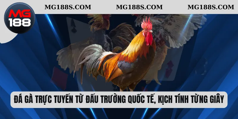 Đá gà trực tuyến từ đấu trường quốc tế, kịch tính từng giây