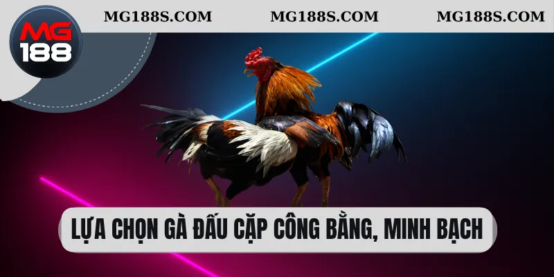 Lựa chọn gà đấu cặp công bằng, minh bạch 