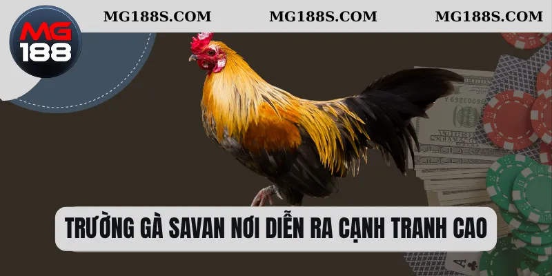 Trường gà Savan nơi diễn ra cạnh tranh cao 