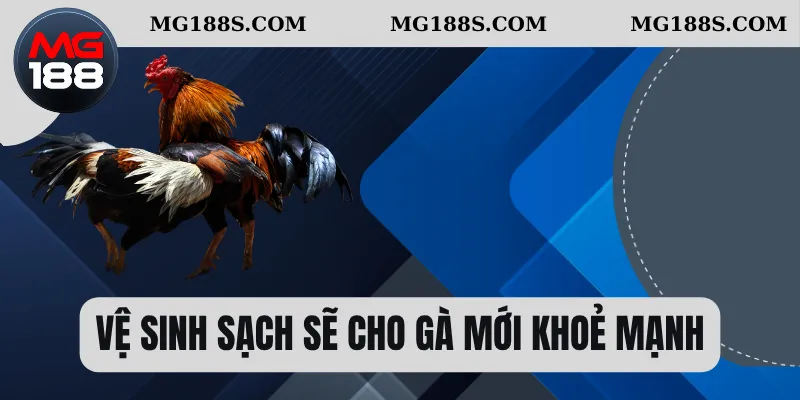 Vệ sinh sạch sẽ cho gà mới khoẻ mạnh 